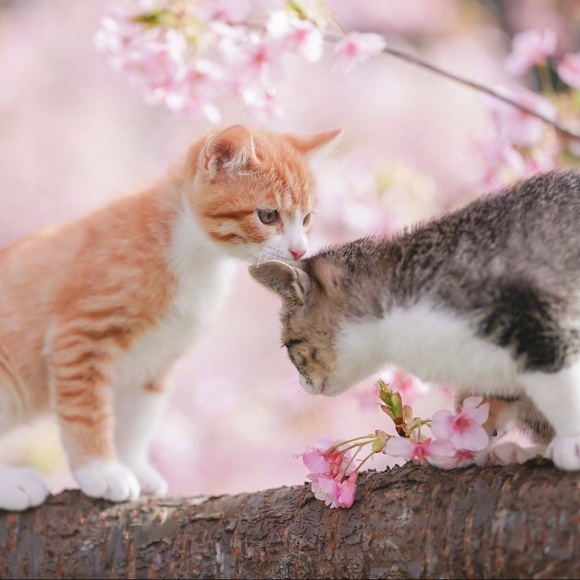 Meet your Posher, Winnie - Picture 1 of 1